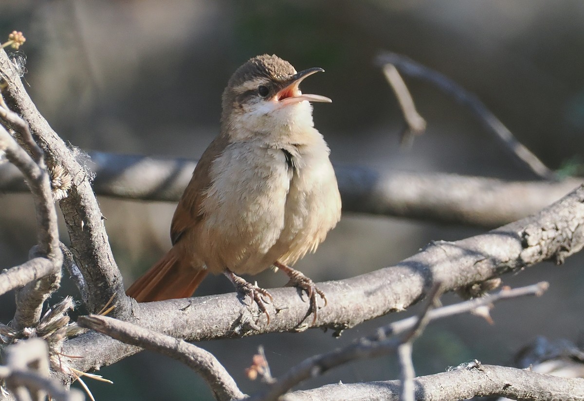 boliviamarkløper - ML646292350