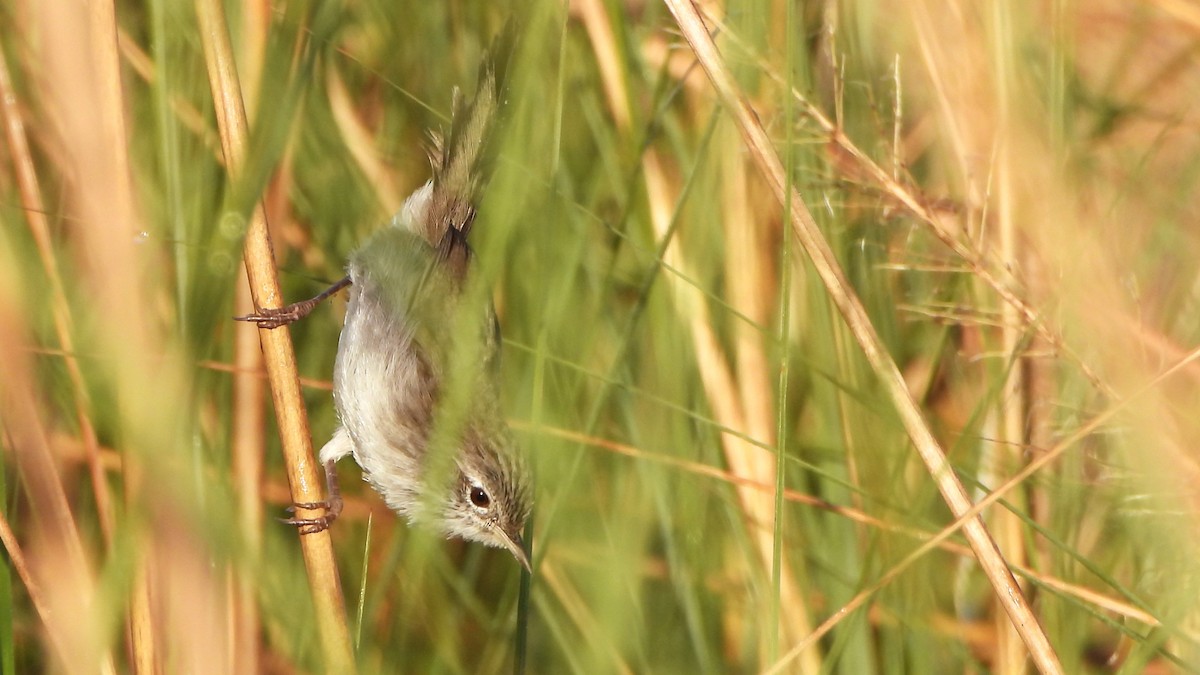 Swamp Grass Babbler - ML646292352