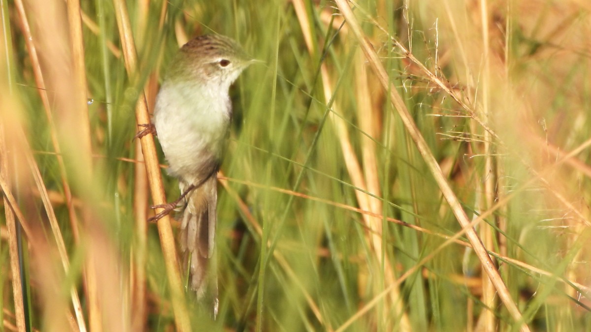 Swamp Grass Babbler - ML646292353