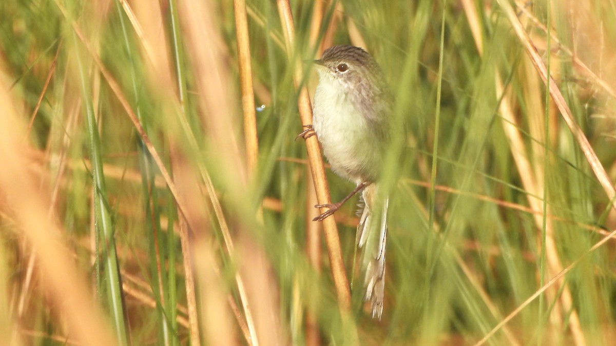 Swamp Grass Babbler - ML646292354