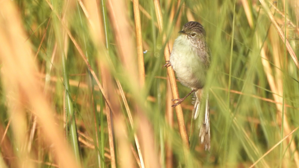 Swamp Grass Babbler - ML646292355