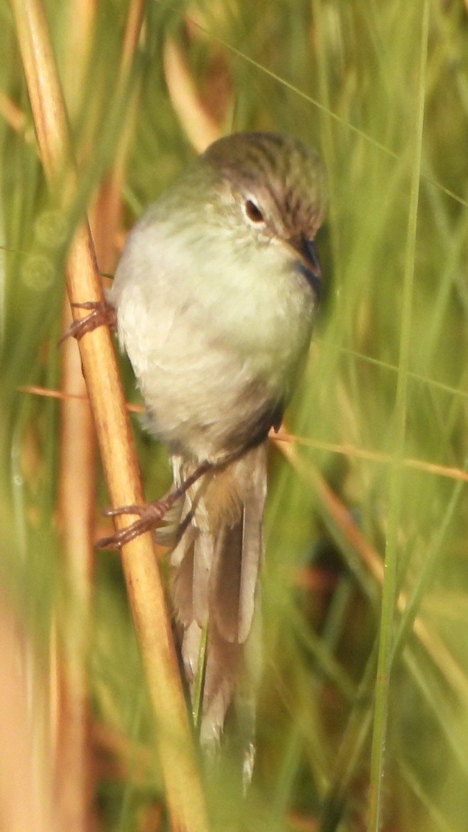 Swamp Grass Babbler - ML646292356