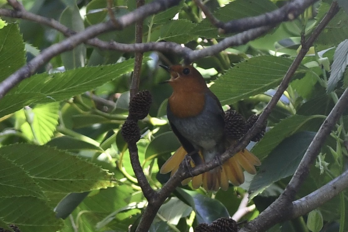 Izu Robin - ML646292357