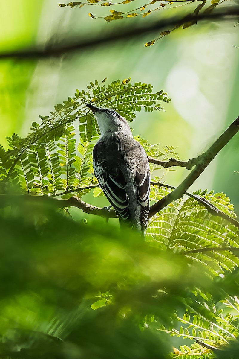 Pied Triller - ML646292358