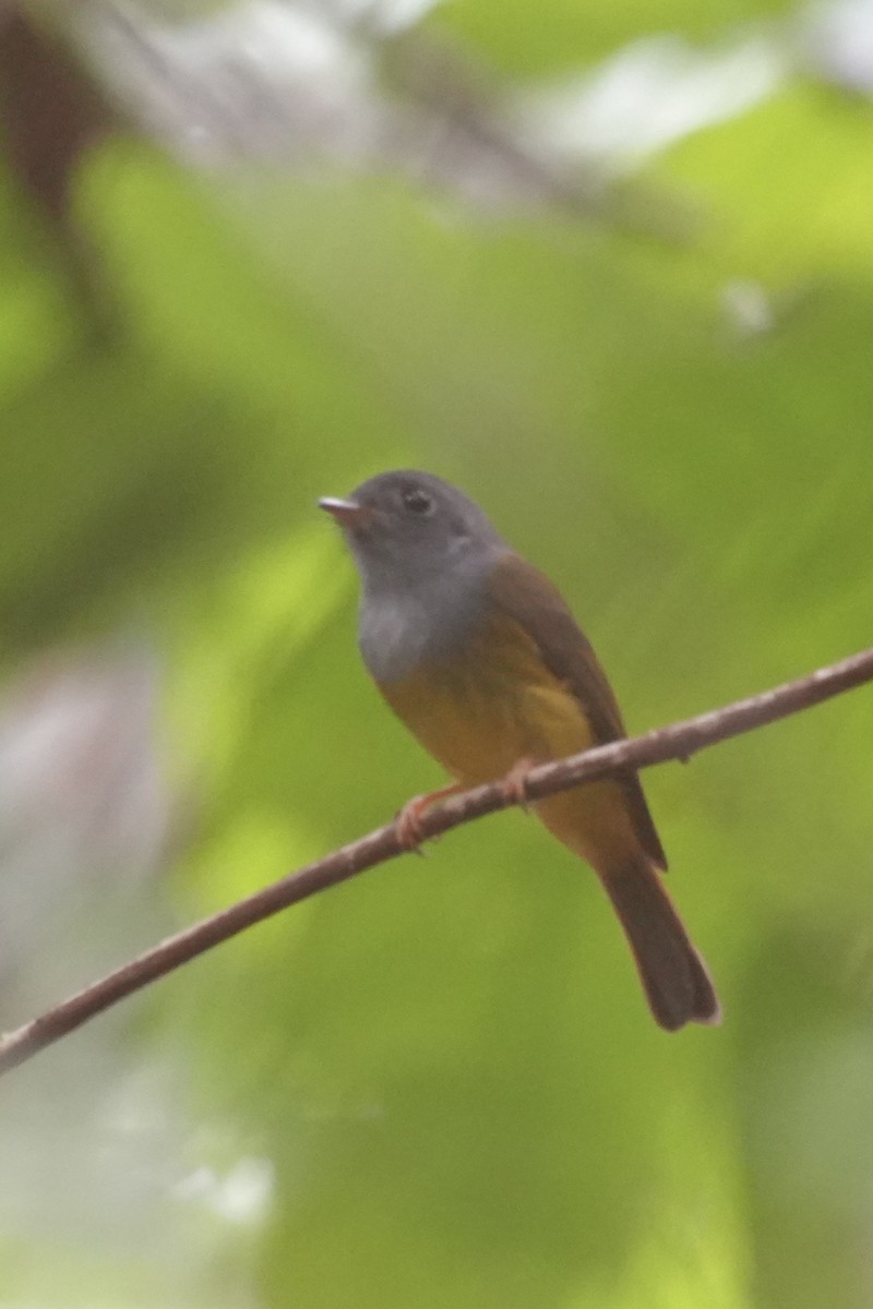 Gray-headed Canary-Flycatcher - ML646292361