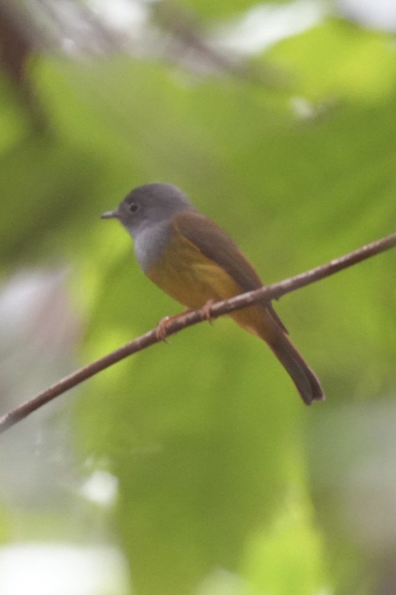 Gray-headed Canary-Flycatcher - ML646292362