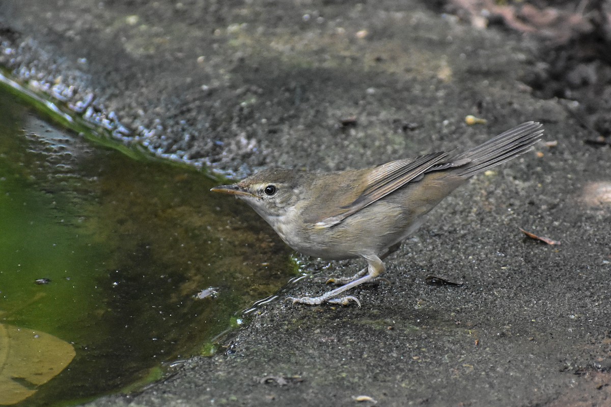 Blyth's Reed Warbler - ML646292363
