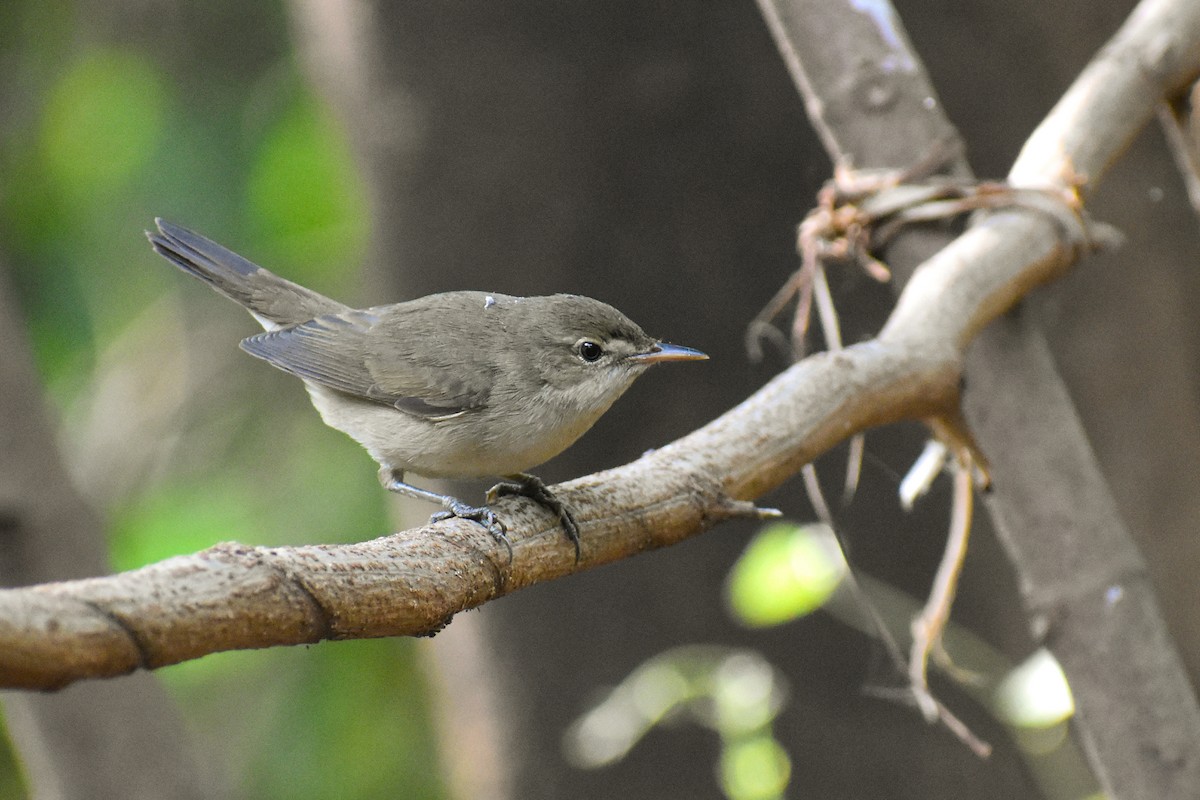 Blyth's Reed Warbler - ML646292364