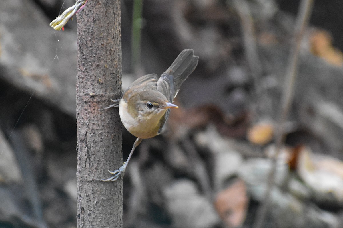 Blyth's Reed Warbler - ML646292365