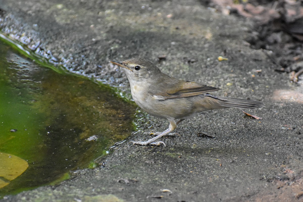 Blyth's Reed Warbler - ML646292366