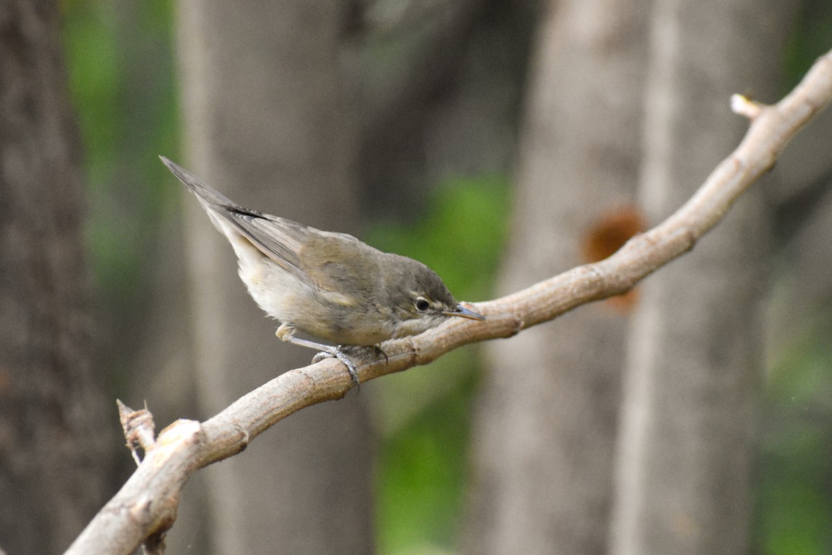 Blyth's Reed Warbler - ML646292367