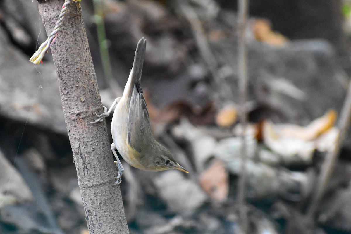 Blyth's Reed Warbler - ML646292369