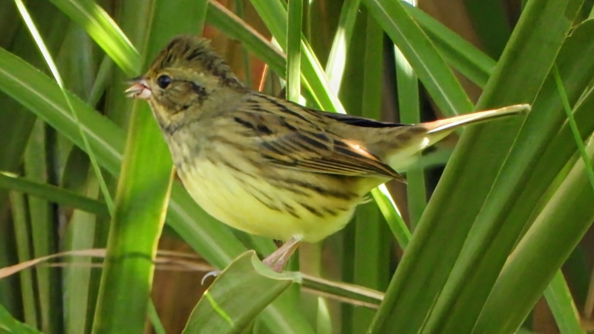 Black-faced Bunting - ML646292370