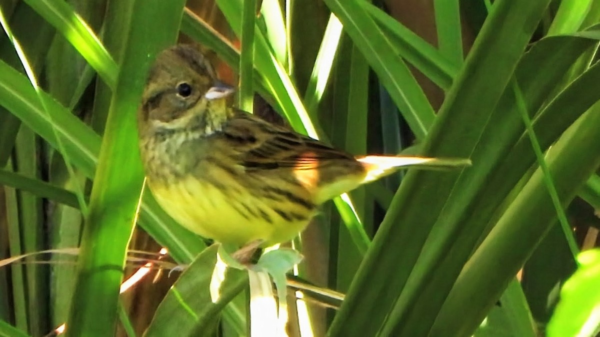 Black-faced Bunting - ML646292371