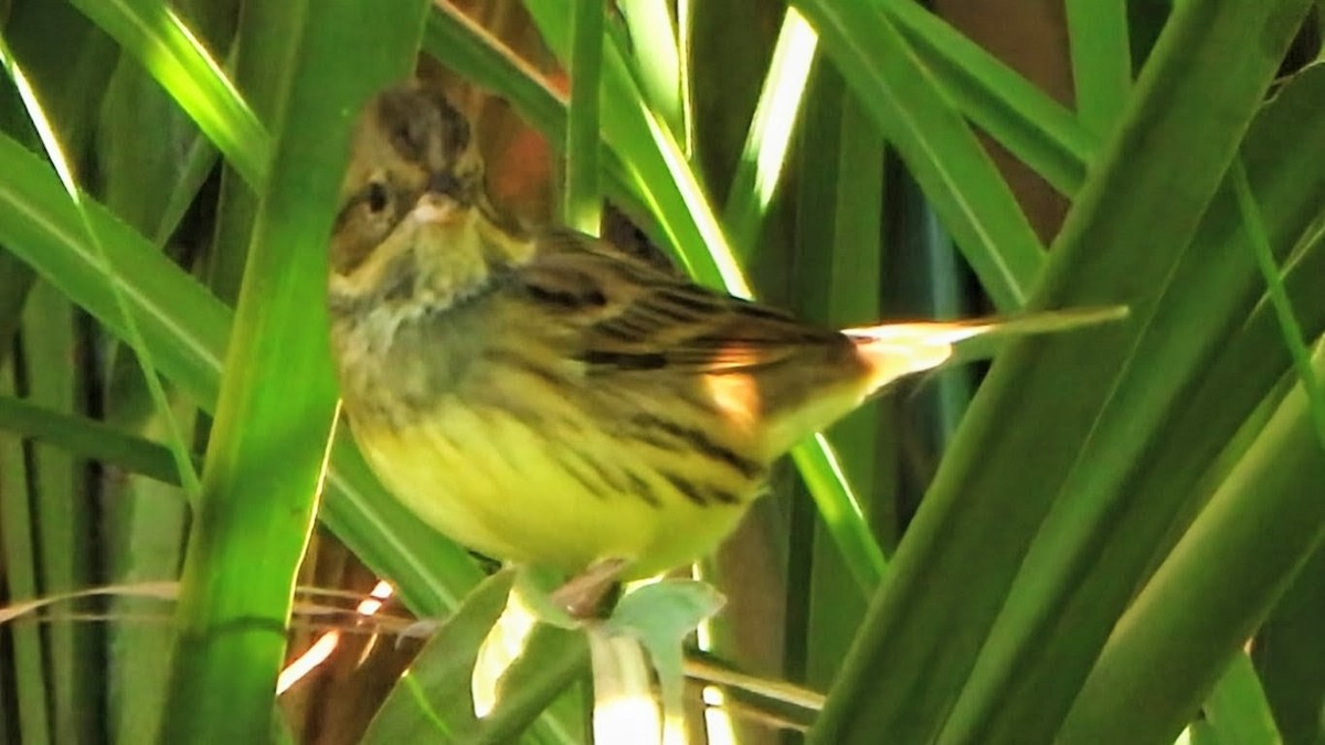 Black-faced Bunting - ML646292372