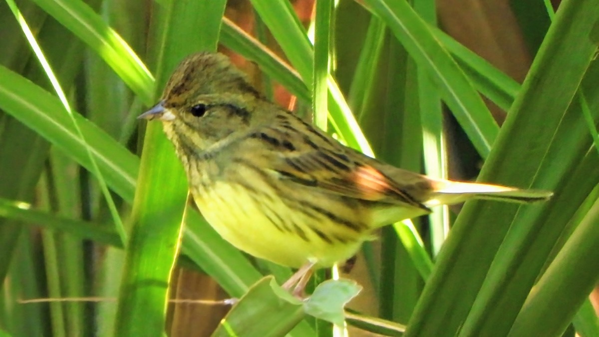 Black-faced Bunting - ML646292373