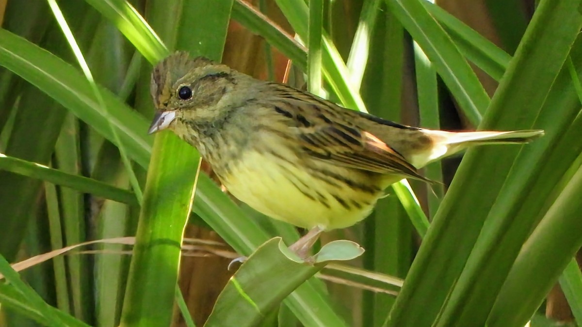 Black-faced Bunting - ML646292374