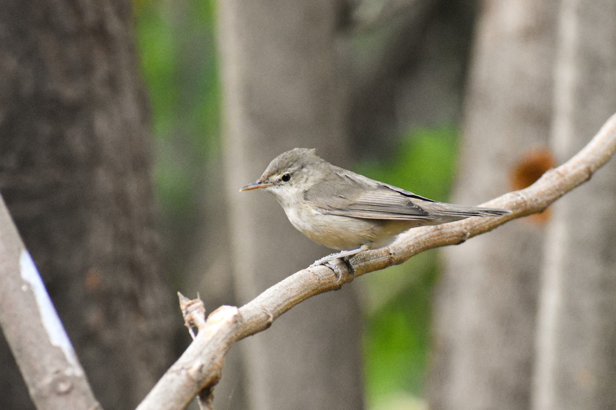 Blyth's Reed Warbler - ML646292375