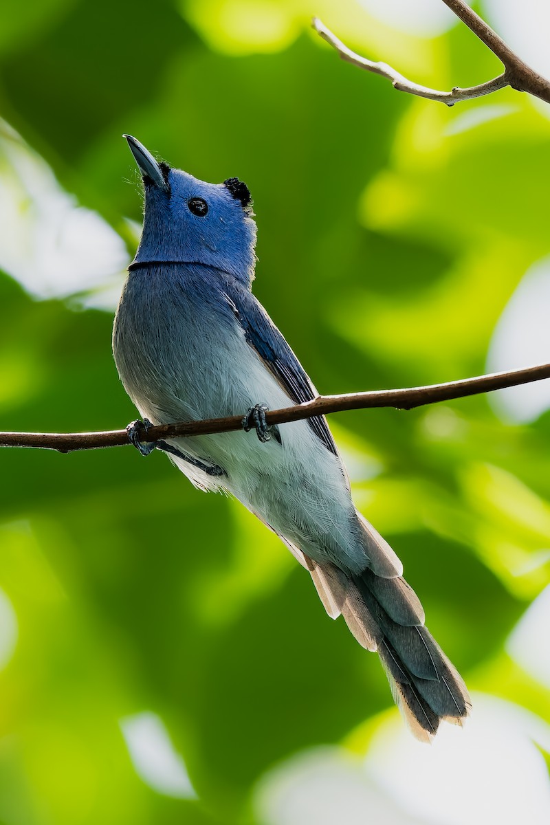 lejskovec azurový - ML646292376