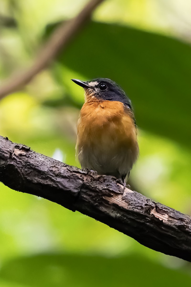 Mangrove Blue Flycatcher - ML646292383