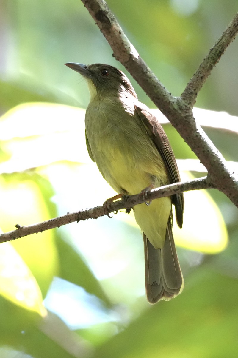 Finsch's Bulbul - ML646292385