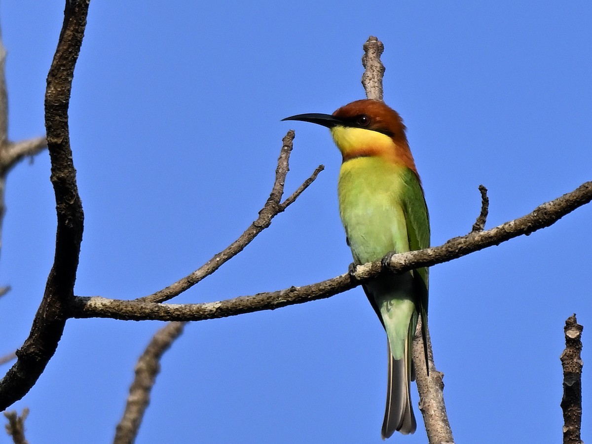 Chestnut-headed Bee-eater - ML646292386