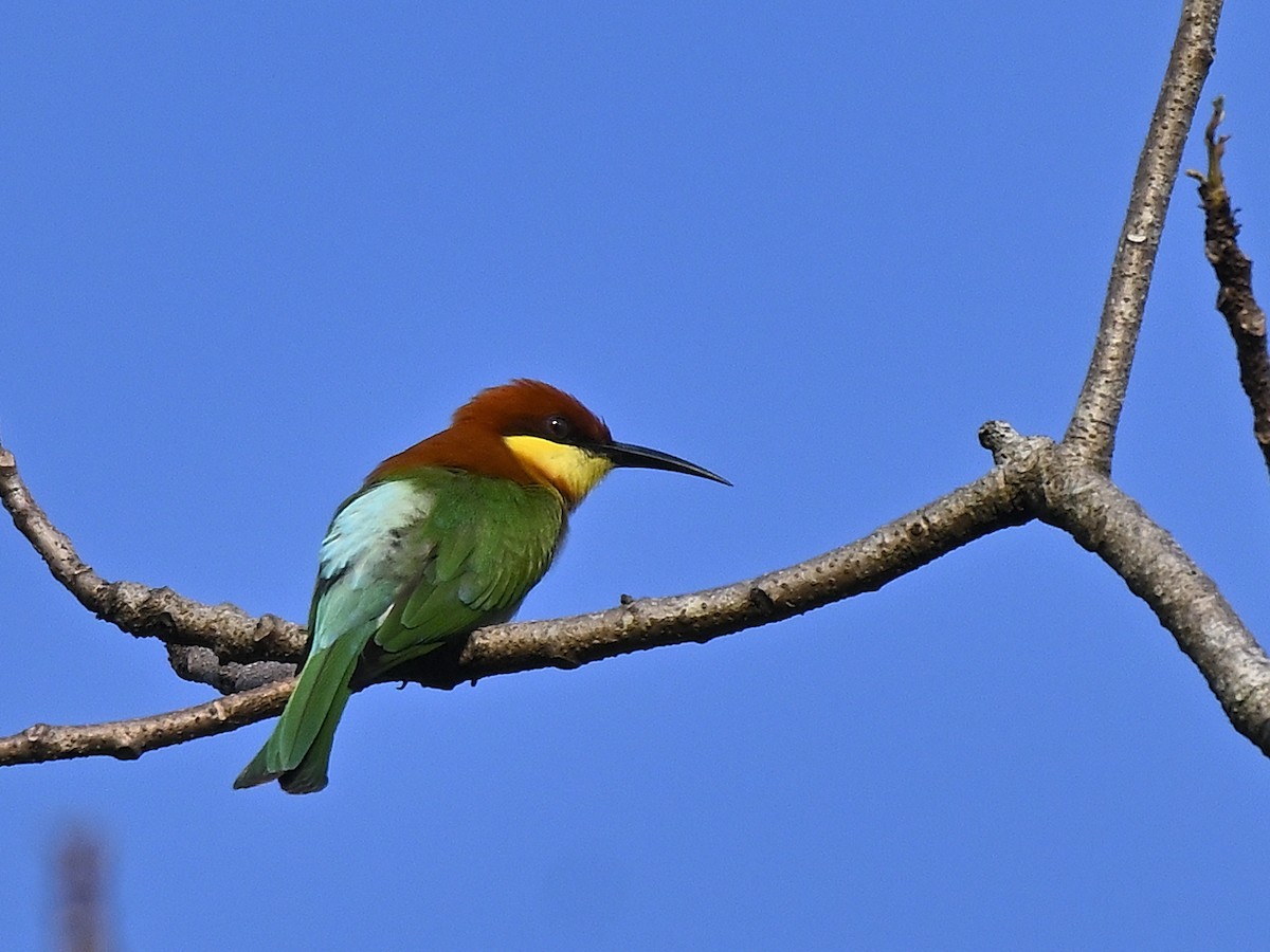 Chestnut-headed Bee-eater - ML646292387