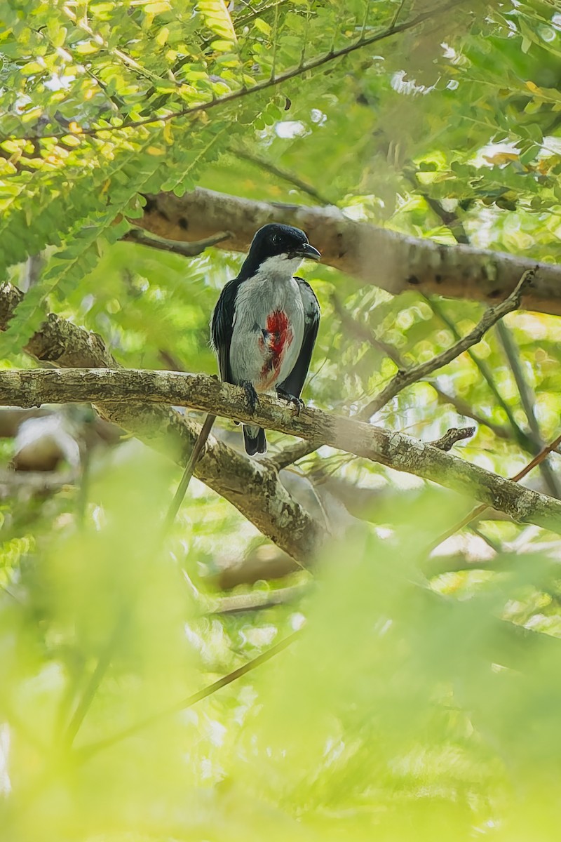 květozob filipínský - ML646292388