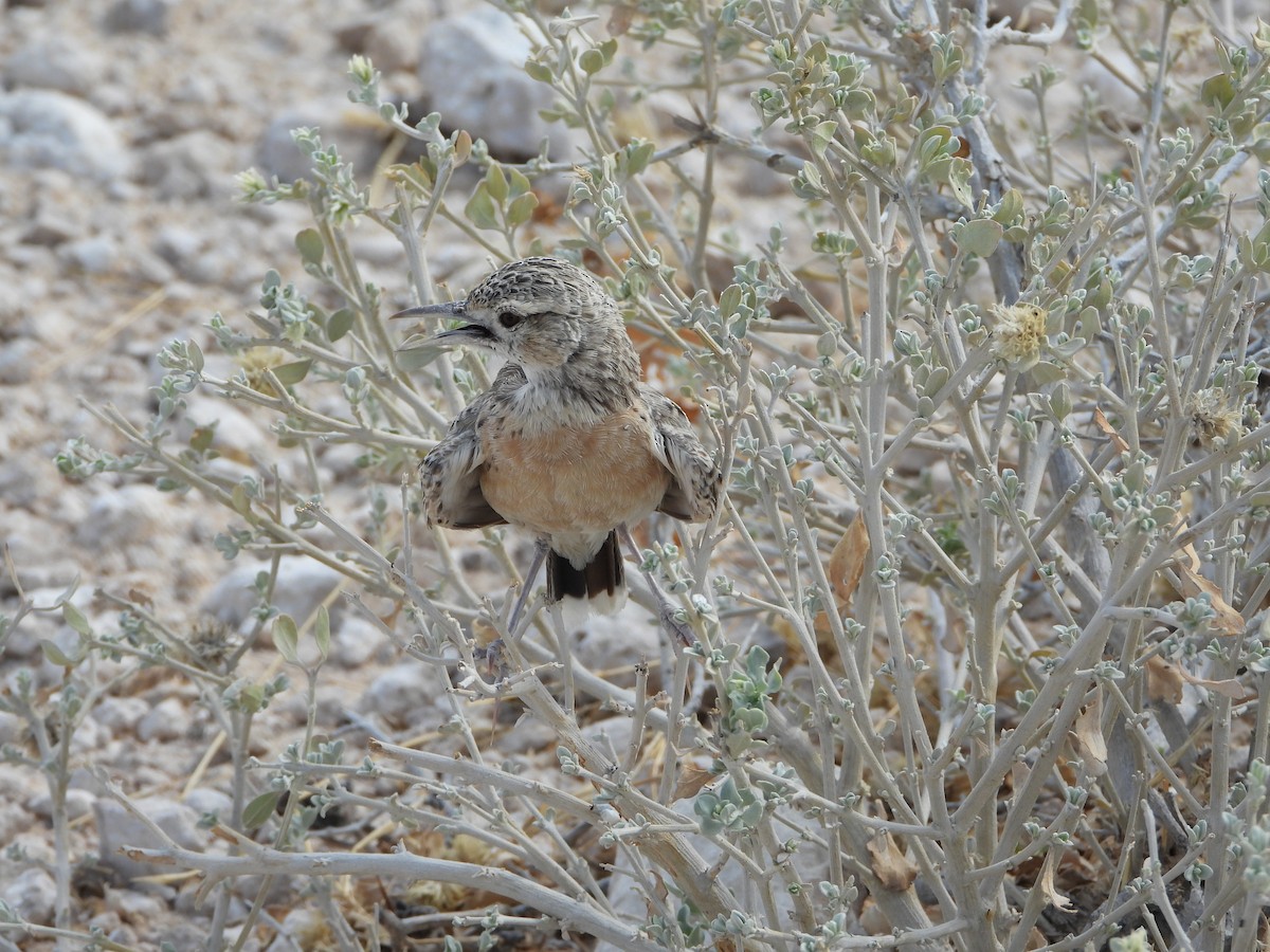 Spike-heeled Lark - ML646292390