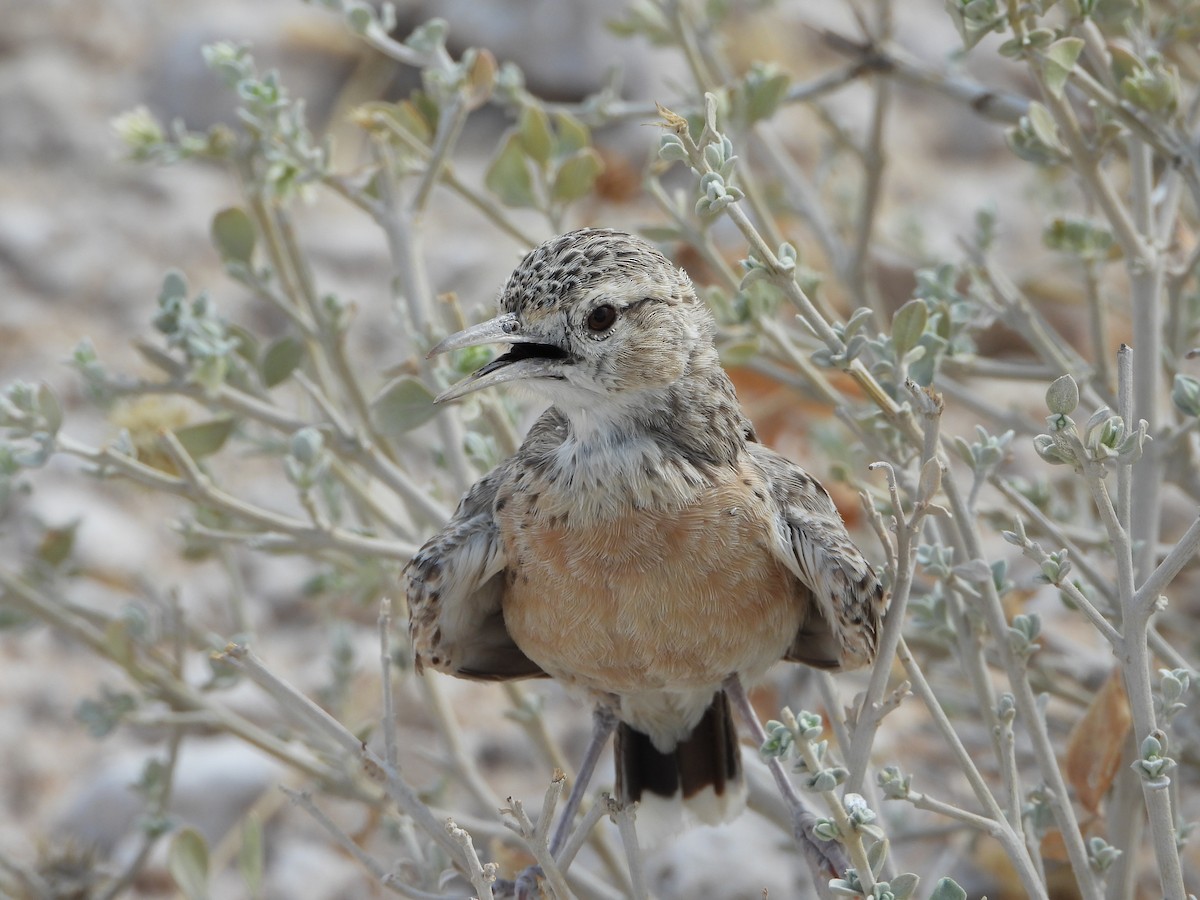 Spike-heeled Lark - ML646292391