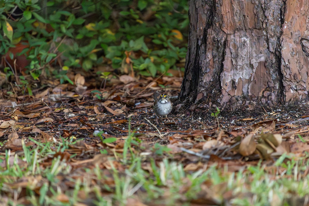 White-throated Sparrow - ML646292393