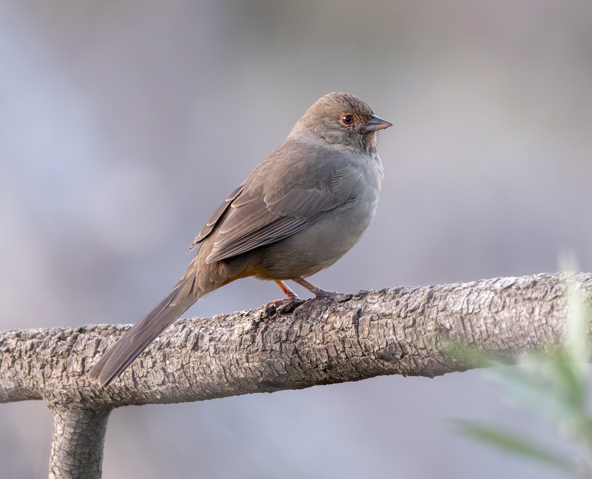 California Towhee - ML646292402