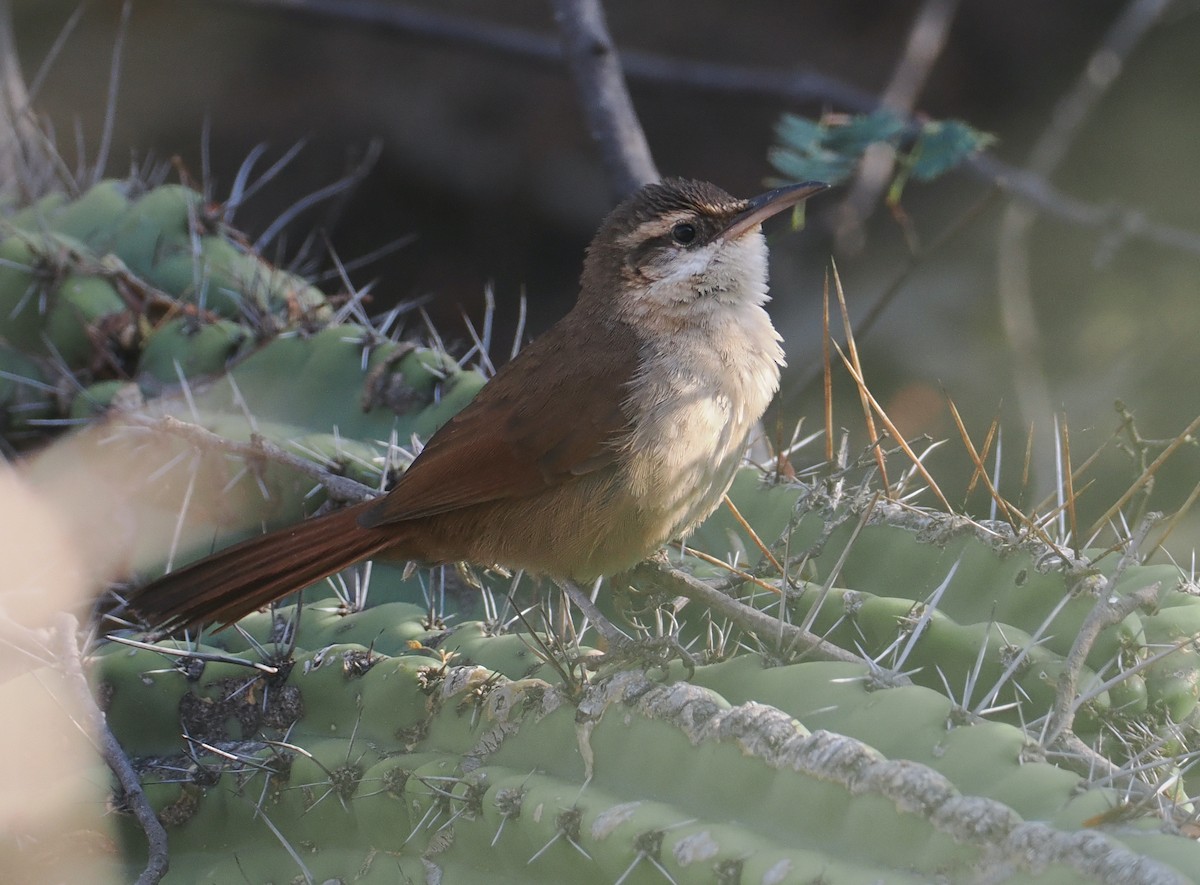 boliviamarkløper - ML646292403
