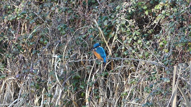Common Kingfisher - ML646292404