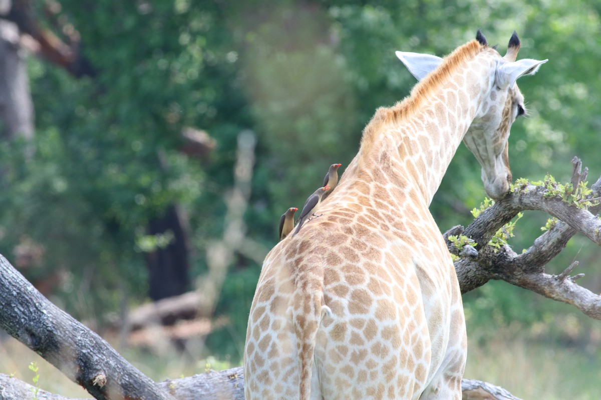 Red-billed Oxpecker - ML646292405