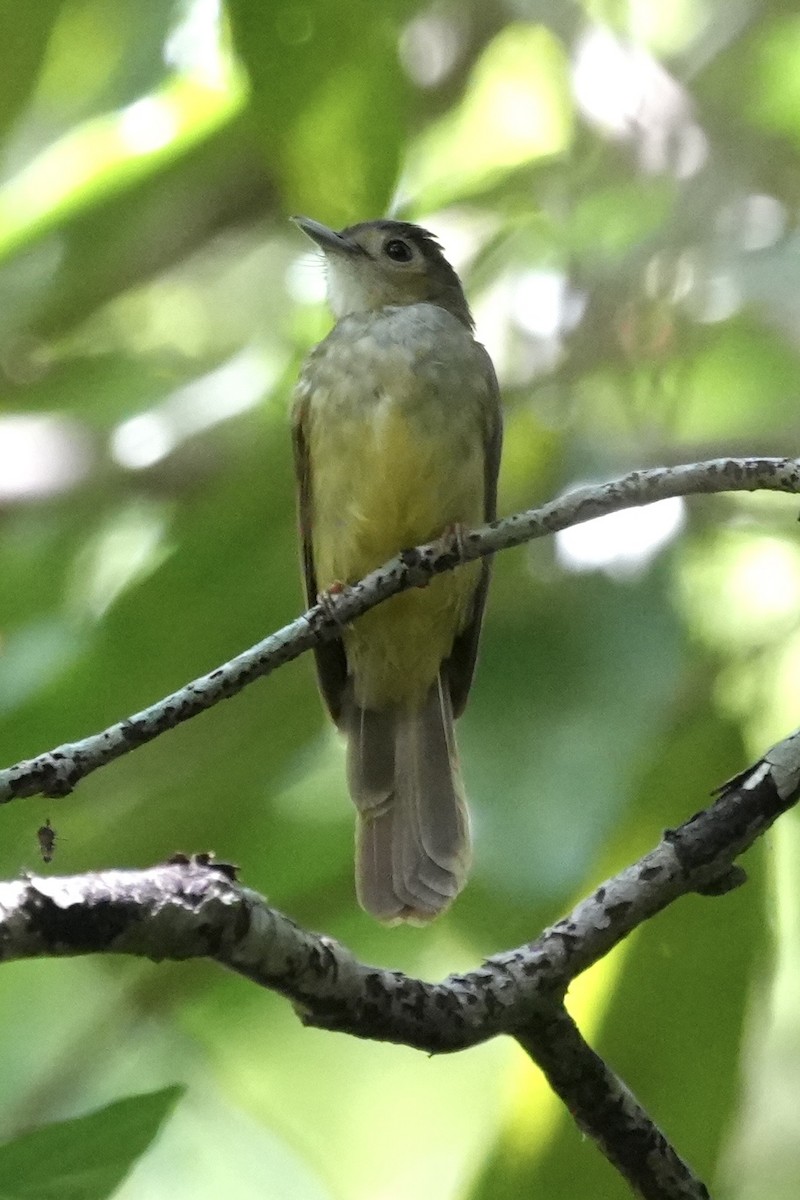 Hairy-backed Bulbul - ML646292406