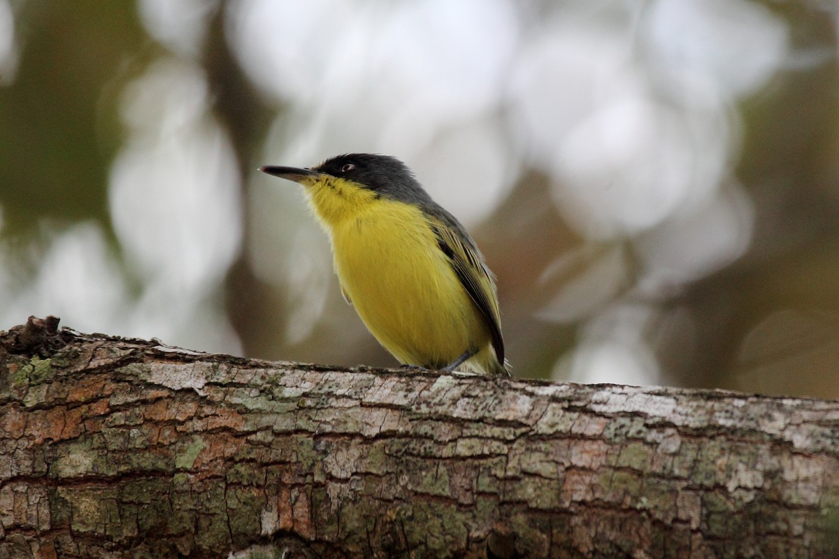 Common Tody-Flycatcher - ML646292409