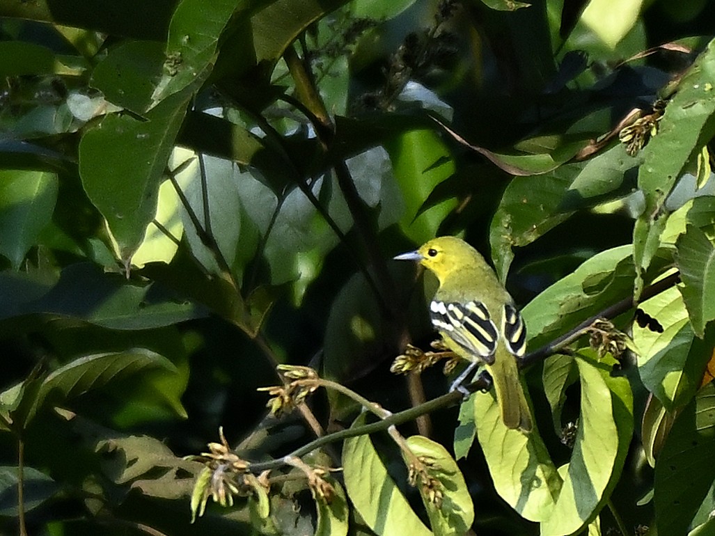 Common Iora - ML646292410
