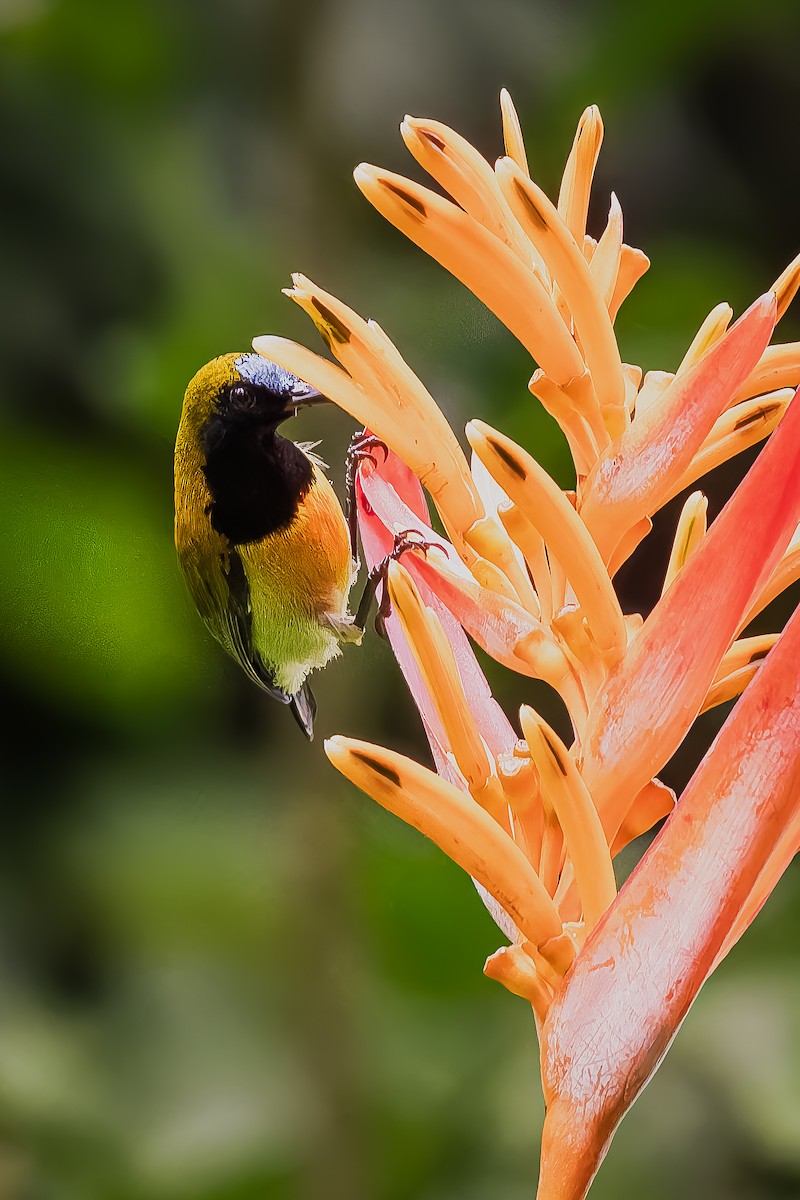 Flaming Sunbird - ML646292411