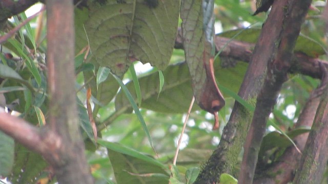 Scaly Laughingthrush - ML646292412