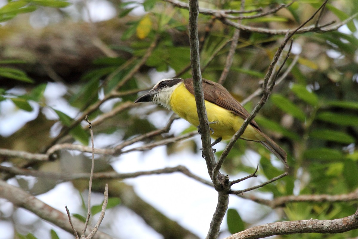 Boat-billed Flycatcher - ML646292413