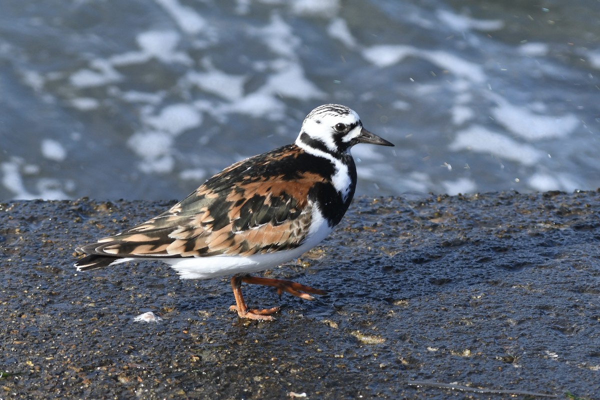 Ruddy Turnstone - ML646292414
