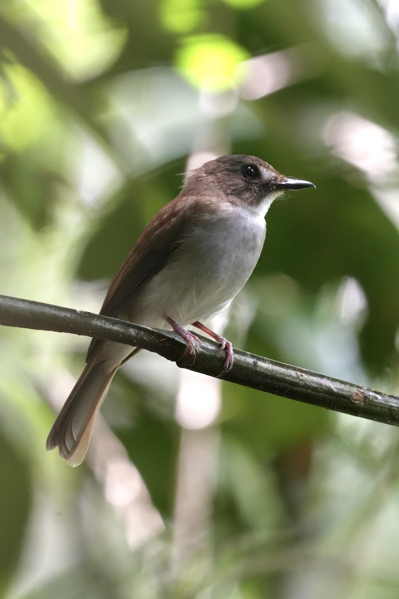Gray-chested Jungle Flycatcher - ML646292415
