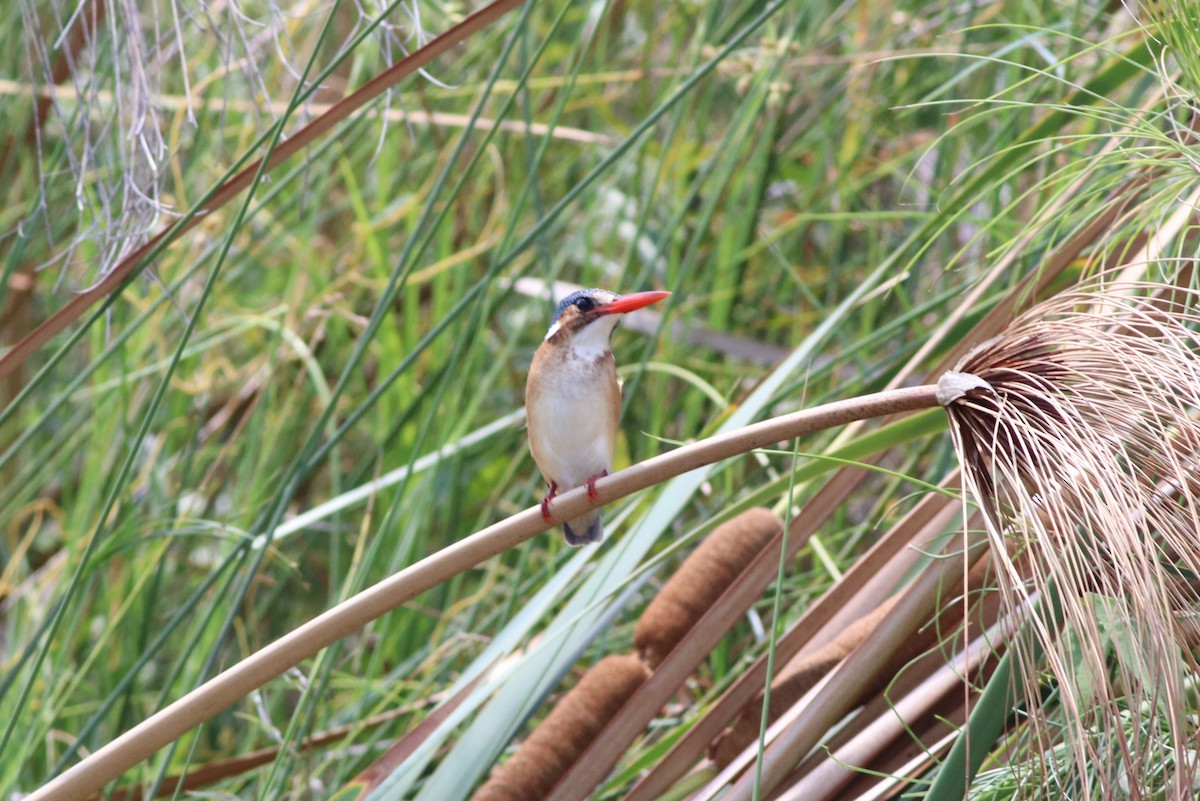 Malachite Kingfisher - ML646292416