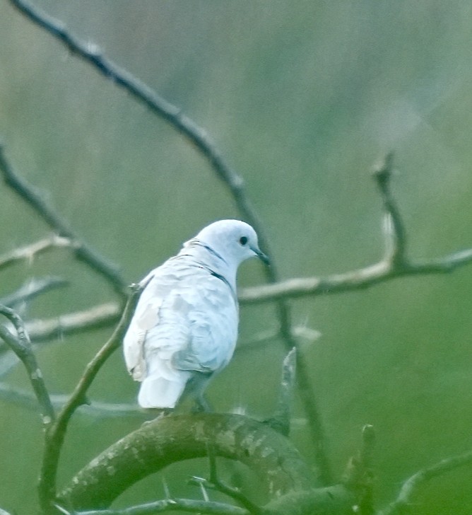 Eurasian Collared-Dove - ML646292419