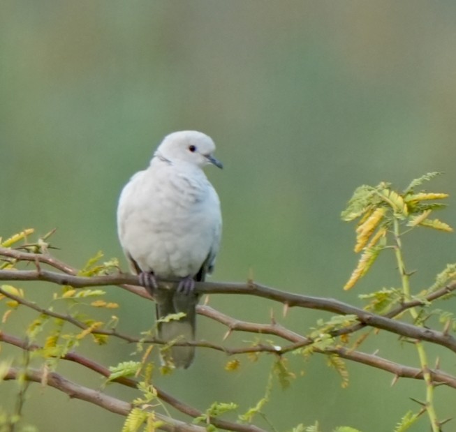 Eurasian Collared-Dove - ML646292420