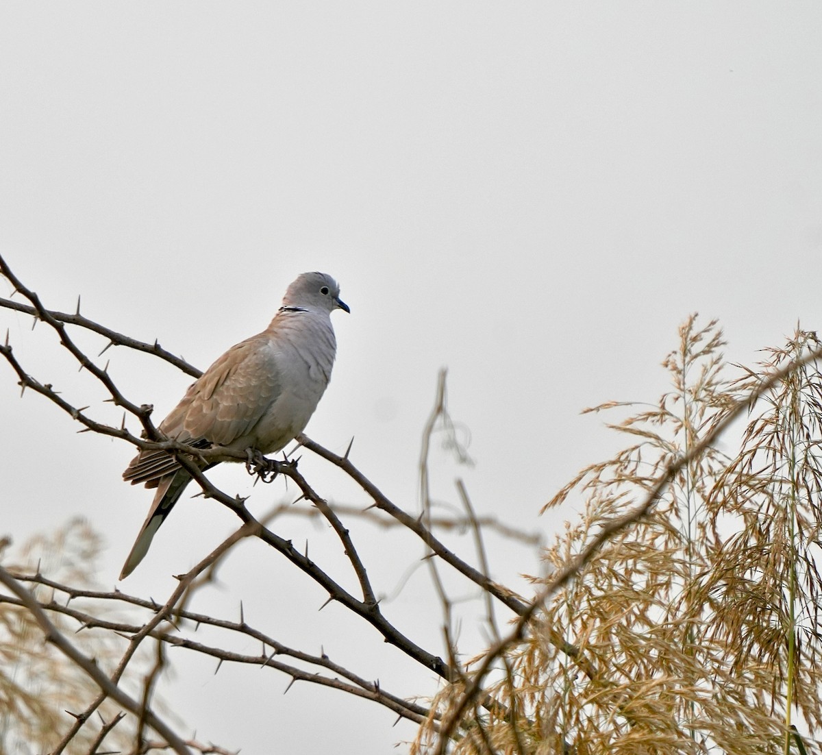 Eurasian Collared-Dove - ML646292421