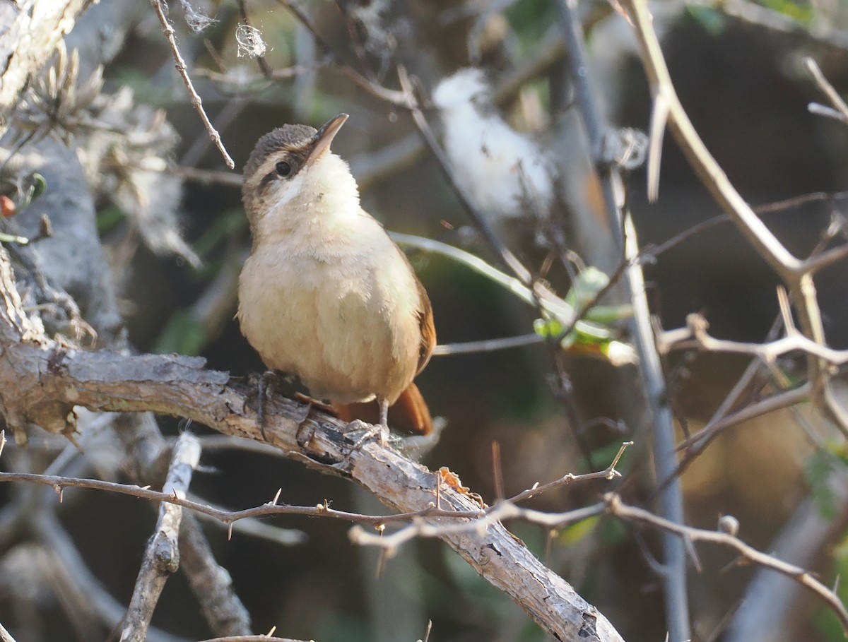 Bolivian Earthcreeper - ML646292422