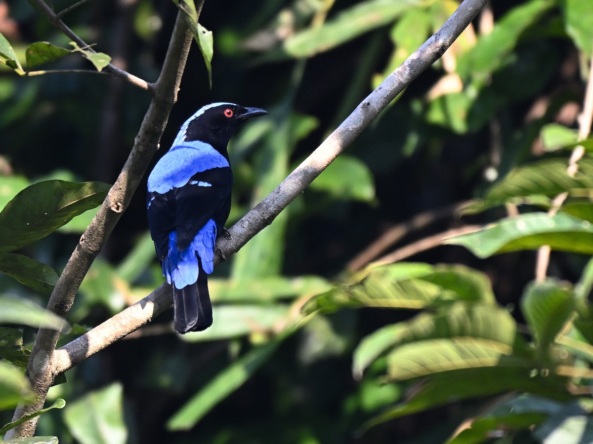 Asian Fairy-bluebird - ML646292423