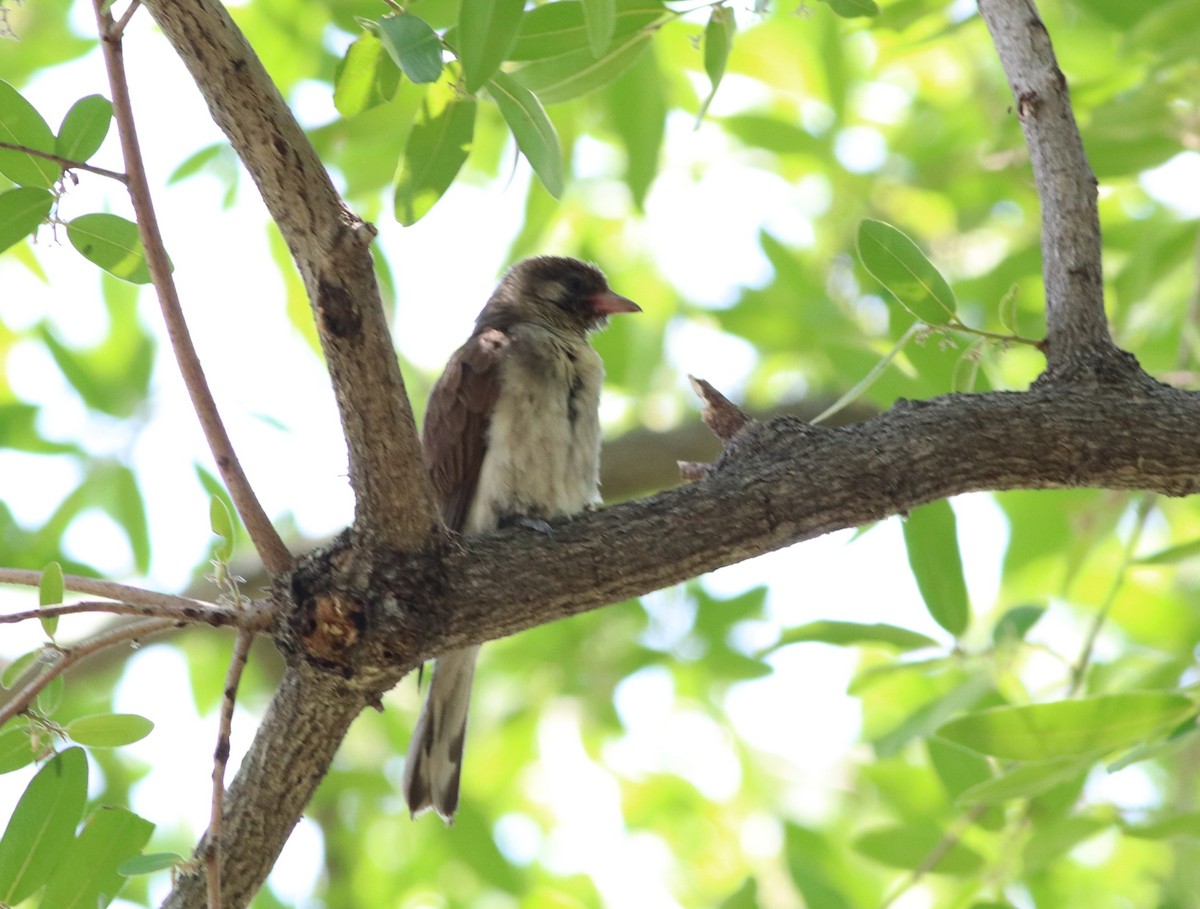 Greater Honeyguide - ML646292424